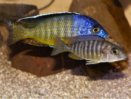 Aulonocara hueseri Likoma