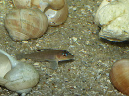 Lamprologus kungweensis Burton Bay