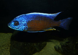 Copadichromis borleyi namalenje 9 cm