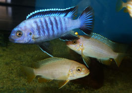 Metriaclima flavifemina Nakantenga Reef 7-8 cm WFNZ F2 RARE