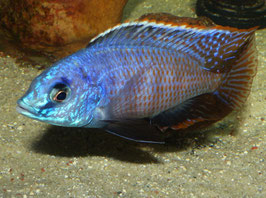 Protomelas taeniolatus fire blue Chinyankwazi