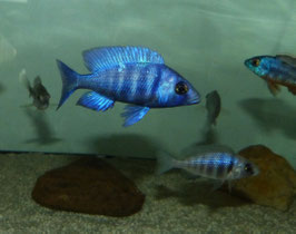 Placidochromis phenochilus Tanzania ab 6 cm