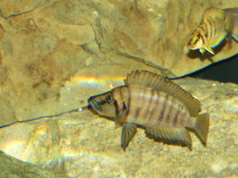 Altolamprologus compressiceps gold chaitika