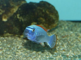 NEU Labeotropheus trewavasae Thumbi West