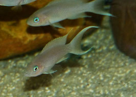 Neolamprologus gracilis Kapampa