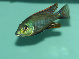 Otopharynx Tetrastigma ab 7 cm in Farbe Tiefpreis !