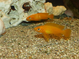 Neolamprologus longior Karilani WFNZ F1 RARE