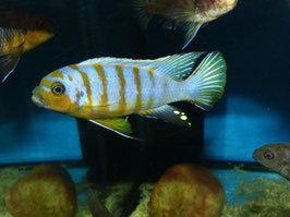 Metriaclima sp. zebra long pelvic Mdoka 7-8 cm WFNZ F1 RARE, nur noch ein Paar, sehr schön