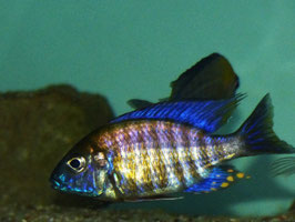 NEU Aulonocara ethelwynnae "Chitande"