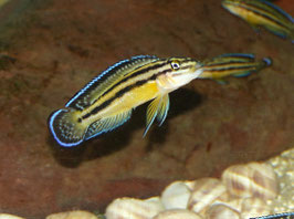 Julidochromis Marksmithi Kipili 5-6-7 cm im Angebot, Tiefpreis !