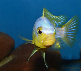 Metriaclima aurora Mara Point FISCH DES MONATS !