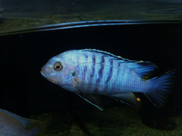Metriaclima flavifemina Nakantenga Reef WFNZ RARE