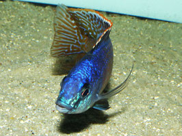 Protomelas taeniolatus fire blue Chinyankwazi Tiefpreis !