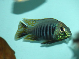 Placidochromis sp. Jalo Reef ab 6 cm in Farbe