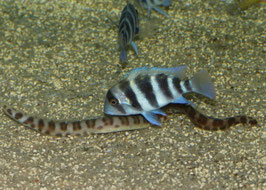 Cyphotilapia frontosa kavalla F1