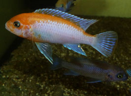 Labidochromis Hongi Sunflower ZF