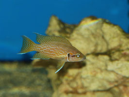 Neolamprologus helianthus