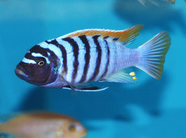 Metriaclima Pyrsonotus Redtop Nakatenga Reef  6-7 cm  WFNZ F1 RARE, sehr schön