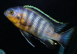 Tropheops tropheops Makokola WFNZ !  RARE