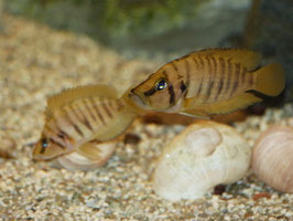 Altolamprologus compressiceps gold chaitika 5-7 cm
