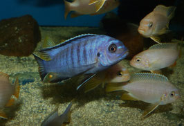 Metriaclima flavifemina Nakantenga Reef WFNZ RARE