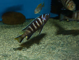 Pseudotropheus eleongatus Chailosi Chitande