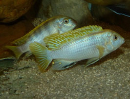 Labidochromis sp. perlmutt Higga Reef sehr schöne Tiere in Farbe , sehr guter Preis