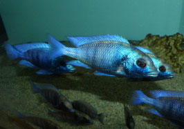 Placidochromis sp. Phenochilus Gissel Gößen 7-8-9 cm Tiefpreis !