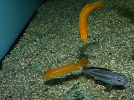 NEU Pseudotropheus Johanni Gome WFNZ