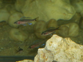 Paracyprichromis nigrip. blue neon Kipili F2