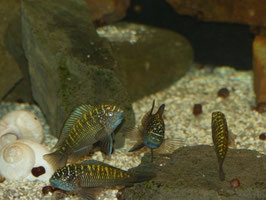 Tropheus moorii Mpulungu
