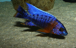 Aulonocara Hansbaenschi Red Flush
