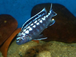 Pseudotropheus Interruptus Chiwi Rock WFNZ RARE