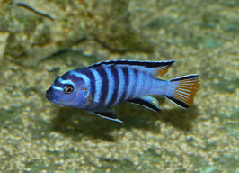 Chindongo elongatus mphanga 4 cm