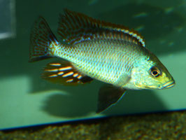 Otopharynx Tetrastigma