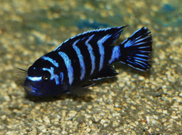 Chindongo Demasoni  Pombo Rocks 3-4 cm in Farbe, sehr schöne Tiere