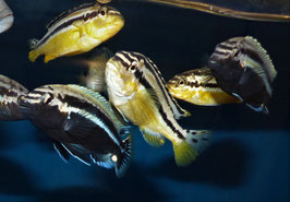 Melanochromis Auratus 6 cm