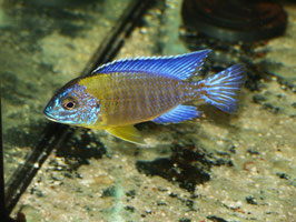 Aulonocara Stuartgranti Blue Neon Hai Reef
