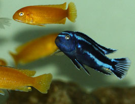 Pseudotropheus Johanni Gome  4 cm Stück