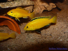 Labidochromis caeruleus yellow Kakusa