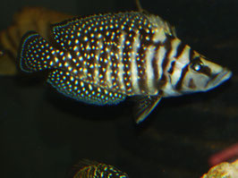 Altolamprologus calvus black 6-8 cm