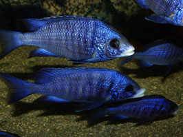 Placidochromis phenochilus mdoka white lips
