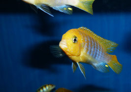 Metriaclima Hajomaylandi Chizumulu 5-6 cm WFNZ F1 RARE,
