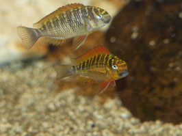 Tropheus kachese golden Kazumba 4 cm WFNZ F1 RARE
