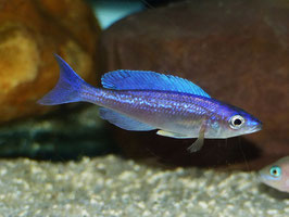 Cyprichromis Leptosoma Uinta Sehr schönen Gruppe !