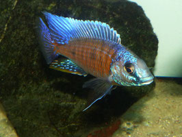 Copadichromis verduyni Top Preis