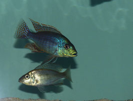 Protomelas similis 6-7 cm