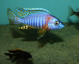 Aulonocara korneliae DNZ