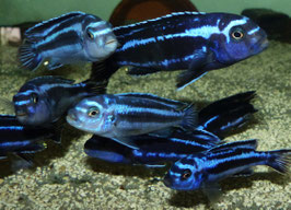 Pseudotropheus cyaneorhabdos (Maingano) 5 cm