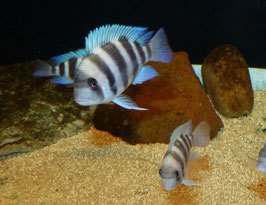 Cyphotilapia Frontosa mpimbwe Blue